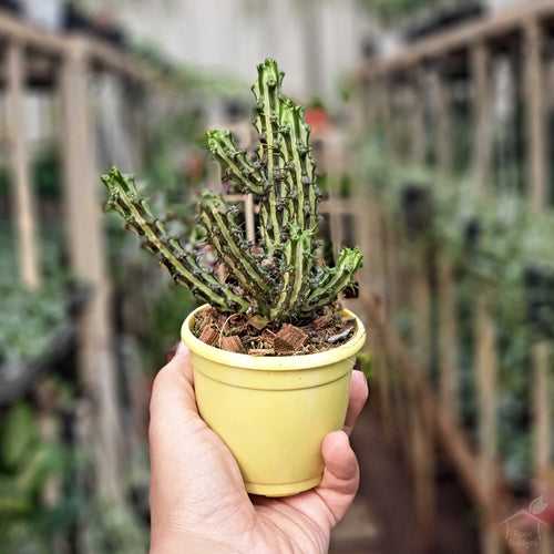 Euphorbia Aeruginosa