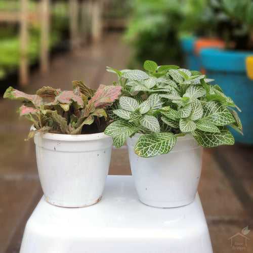 Fittonia Plant Pack (2 Plants)