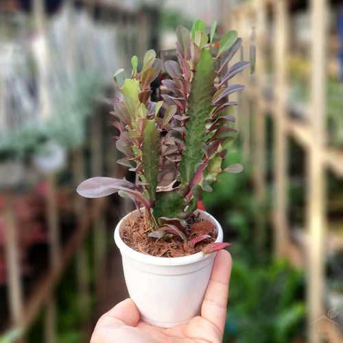 Euphorbia Rubra Cactus