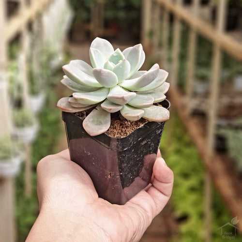 Pachyveria Elephant Bush