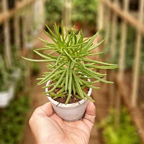 Senecio Himalaya Succulent Plant
