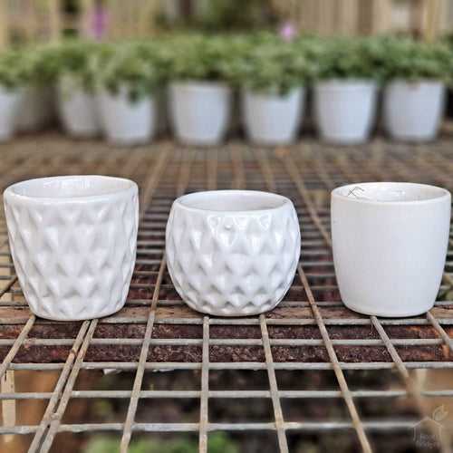 2.5" White Ceramic Succulent Pots (Pack of 3)