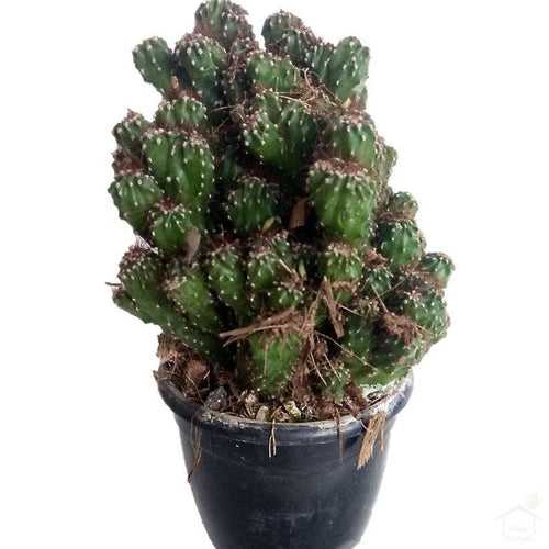 Cereus Peruvianus Monstrose Cactus Plant
