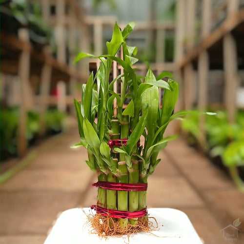 Two-Layer Lucky Bamboo Feng Shui Plant