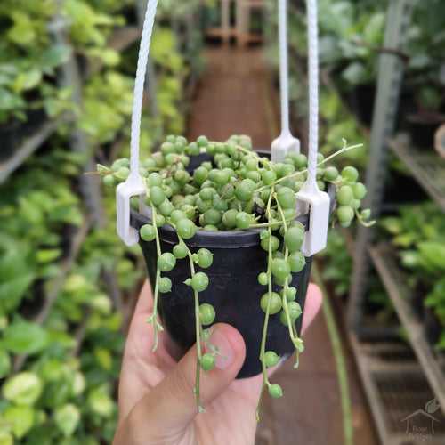 String of Pearls Succulent Plant