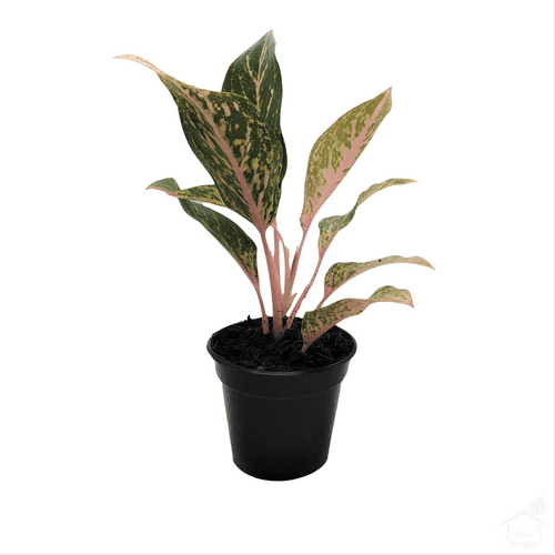 Pink Stem Aglaonema