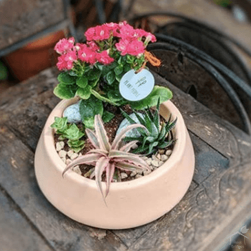 6" Wide Bowl Ceramic Pot