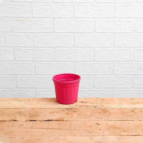 2.5" Pink Grower Pot