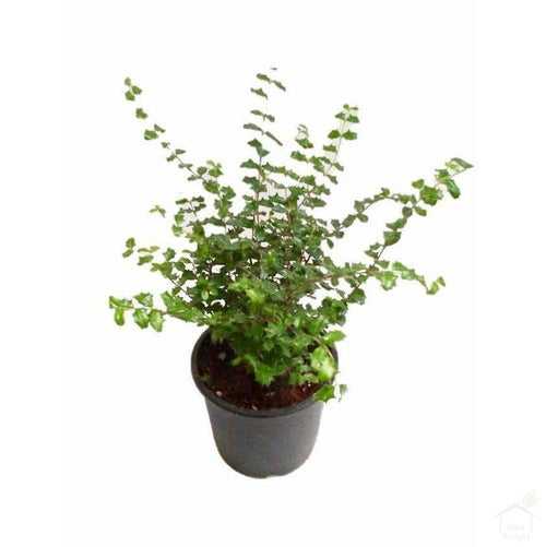Malpighia Holly Plant