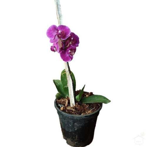 Pink Phalaenopsis Moth Orchid