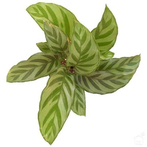 Calathea Concinna Plant