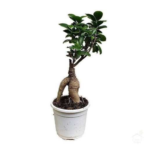 Ginseng Ficus Small Bonsai