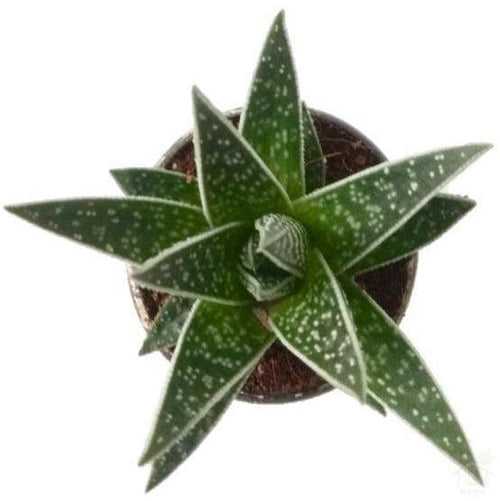 Aloe 'Tiki Tahi' Succulent