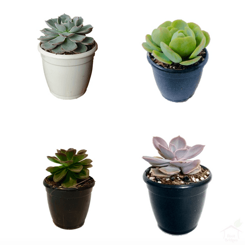 Echeveria Succulent Plant Pack (4 Plants)