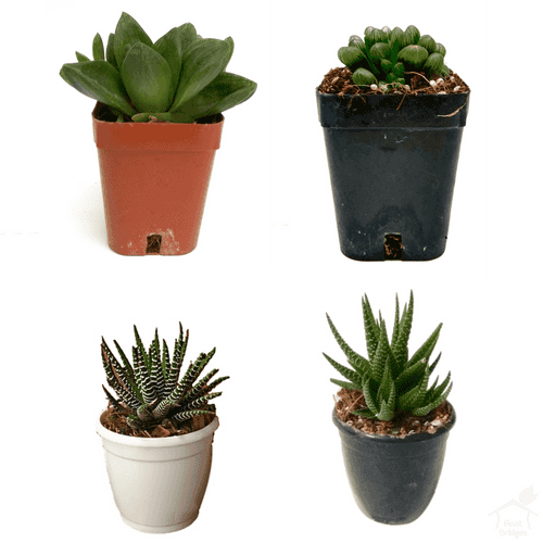 Haworthia Succulent Plant Pack (4 Plants)