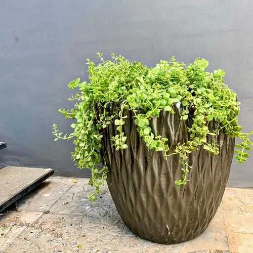 Flower pots for trees and shrubs.