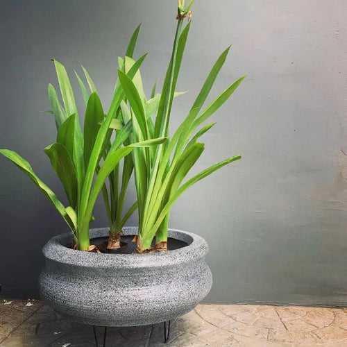 Lotus pot - mini size water lily planter for serene spaces.