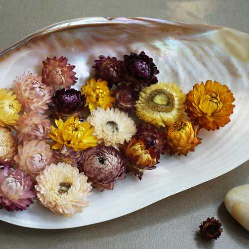 Helichrysum / Strawflowers: Dried Flowers