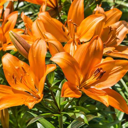Asiatic Lily Orange Flower Bulbs