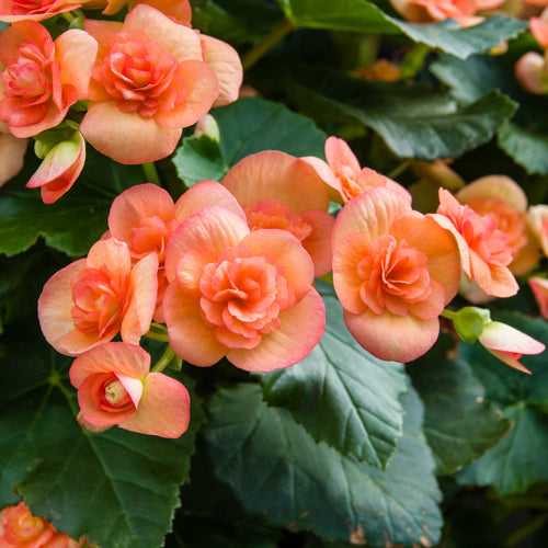 Begonia Orange Bulbs