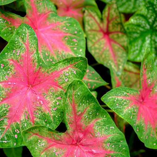 Caladium Bleeding Heart Bulbs