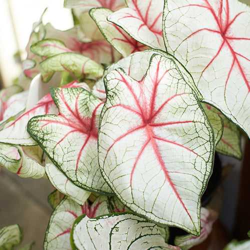 Caladium White Bulbs