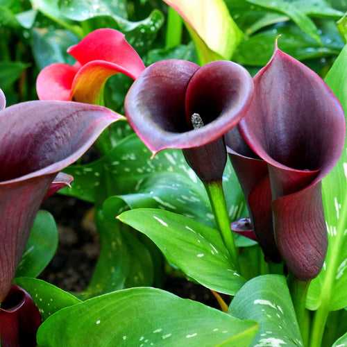 Calla Lily Chocolate Bulbs