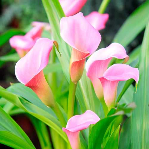 Calla Lily Light Pink Bulbs