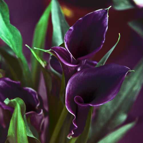Calla Lily Purple Bulbs