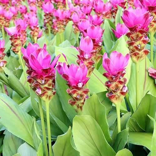 Curcuma Pink Bulbs