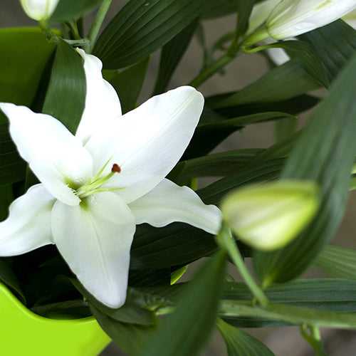 Eucharis White Lily Bulbs
