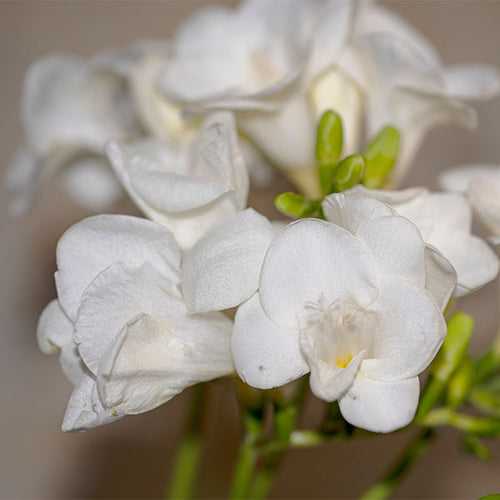 Freesia White Bulbs