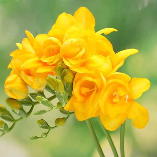 Freesia Yellow Bulbs