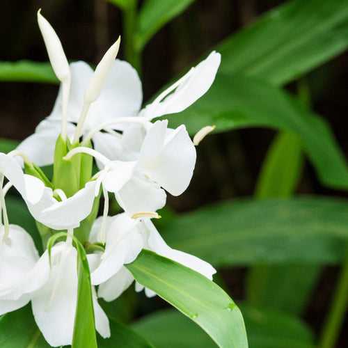 Ginger Lily White Bulbs