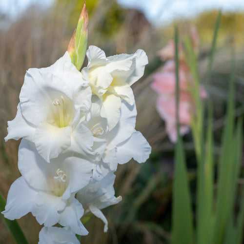 Gladiolus White Prosperity Flower Bulbs