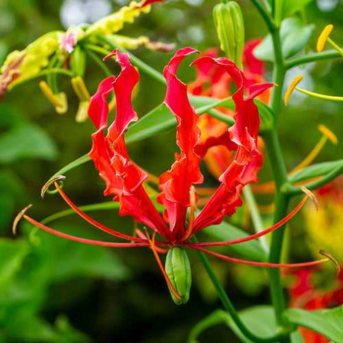 Gloriosa Lily Red Bulbs