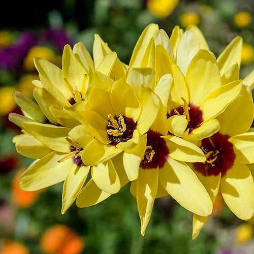 Ixia Yellow Bulbs