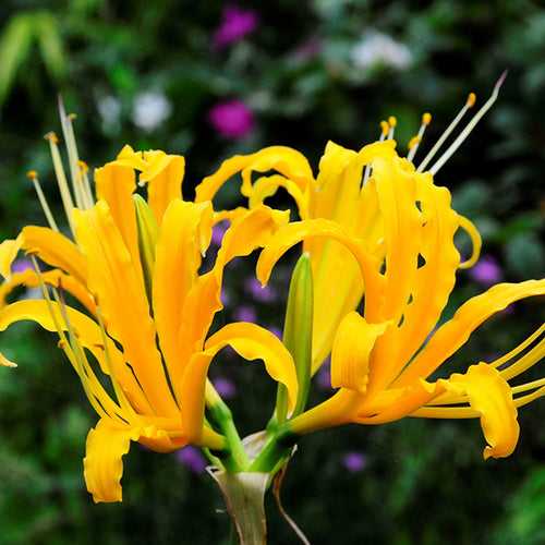 Lycoris Yellow Spider Lily Bulb
