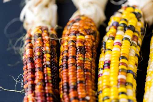 Ornamental Corn Seeds