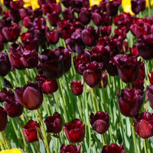 Tulip Black Jack Bulbs