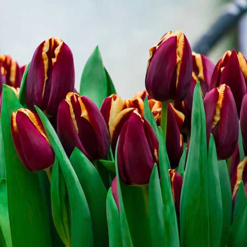 Tulip Doberman Bulbs