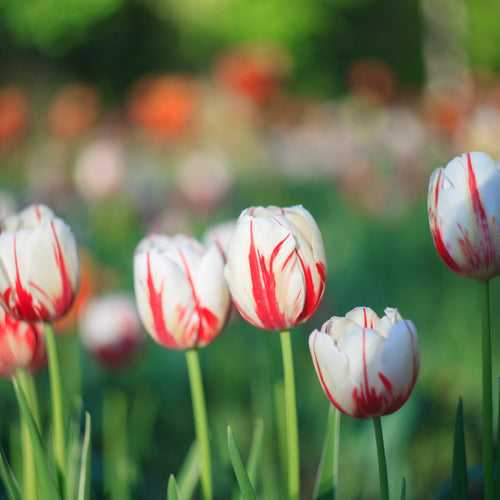 Tulip Happy Generation Bulbs