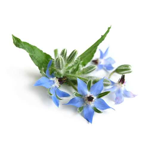 Borage Seeds