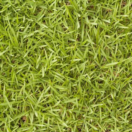 Bermuda Grass Seeds