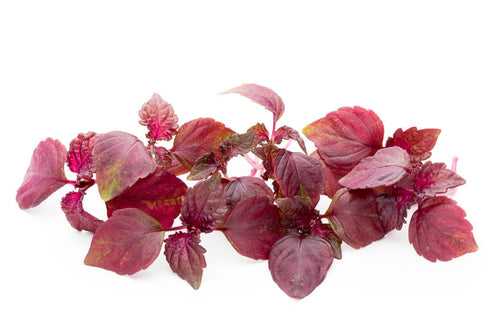 Red Shiso Seeds