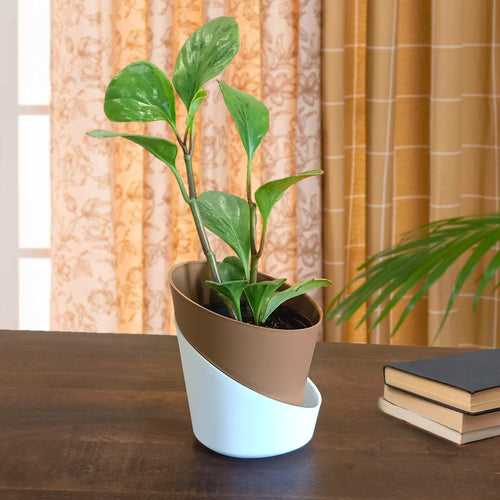 Casa De Amor Self Watering Pots for Indoor Plants, Best Flower Pots & Planters for Home Decor, Living Room, Kitchen, Bedroom, Table Top, Office, Gifting | Plants not Included