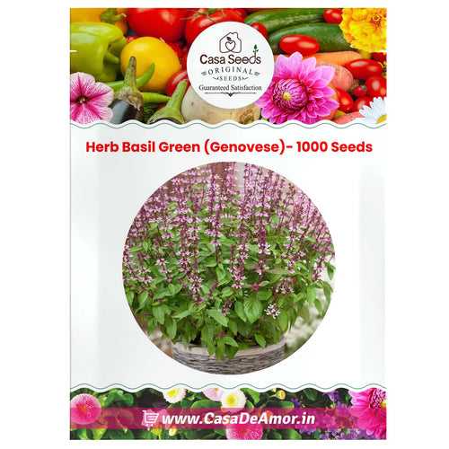 Herb Basil Green- 50 Seeds