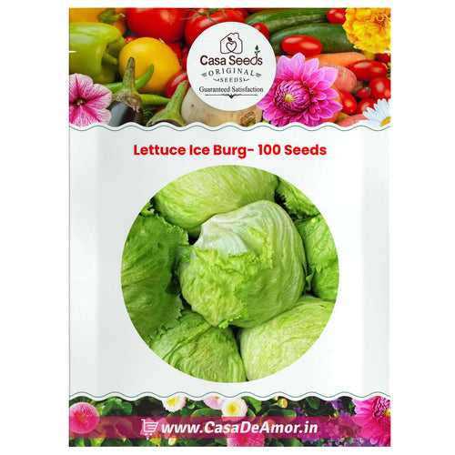 Lettuce Ice Burg- 100 Seeds