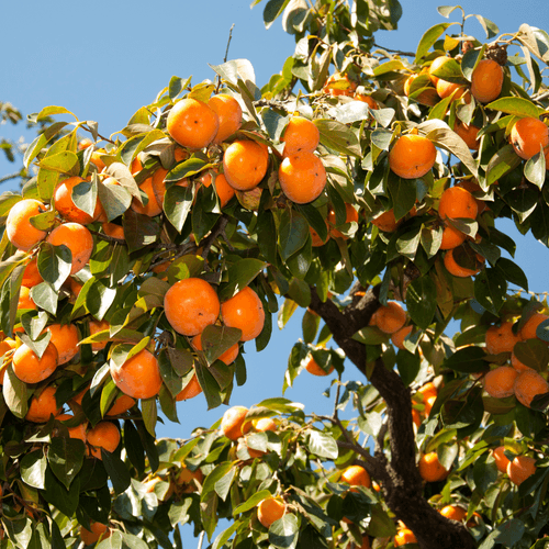 Persimmon Fruit Plant