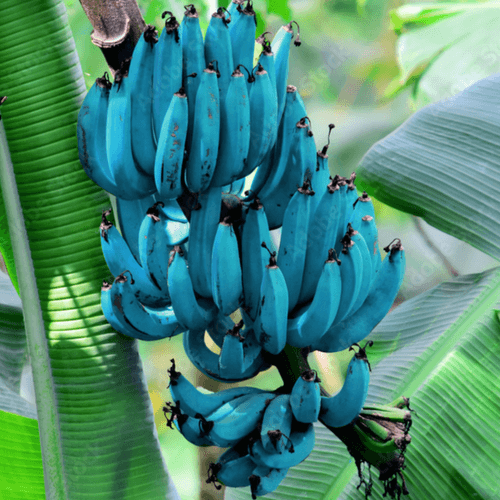 Blue Java Banana / Musa accuminata - Fruits plant & Tree